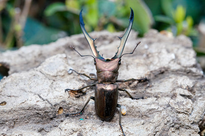 ADULTS: Metallic stag beetle  (Cyclommatus metallifer)