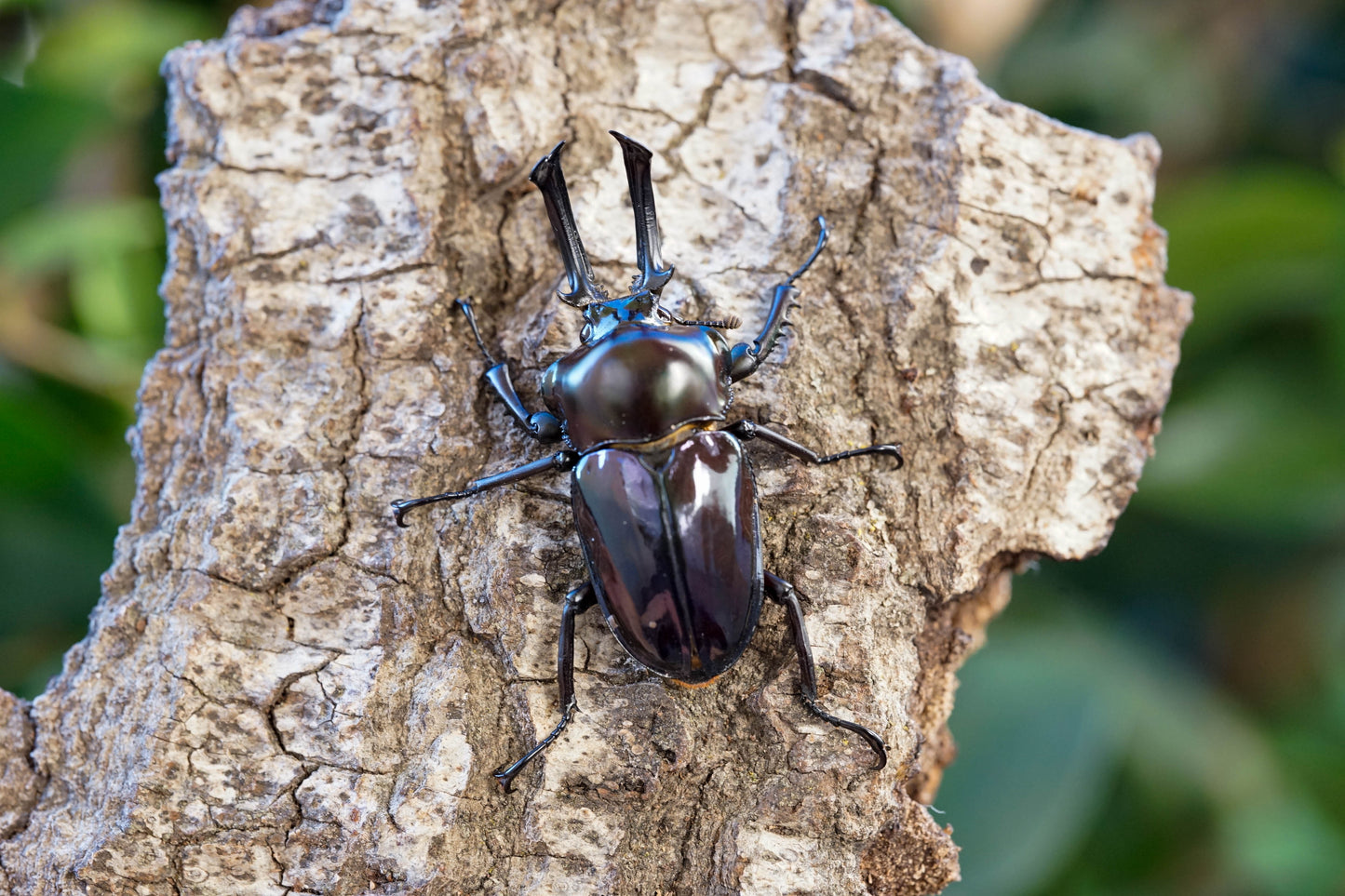 ADULTS: *PURPLE* Rainbow stag beetle  (Phalacrognathus muelleri)