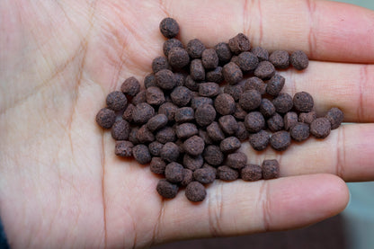 Goliath beetle larva food pellets